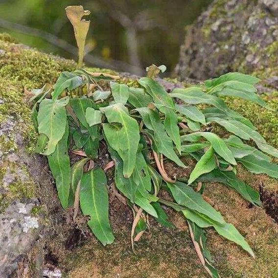 山草🌿排石 溶石