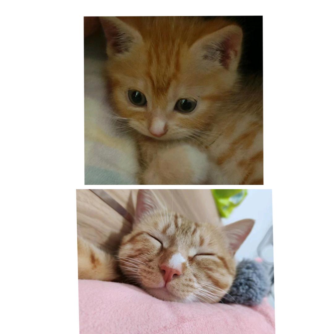 猪大咪
