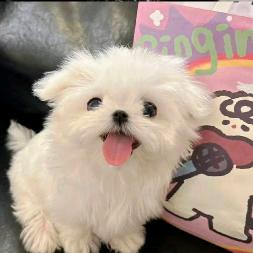 昔余头像