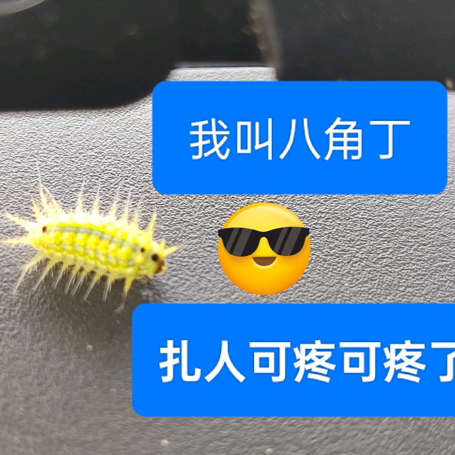 八角丁