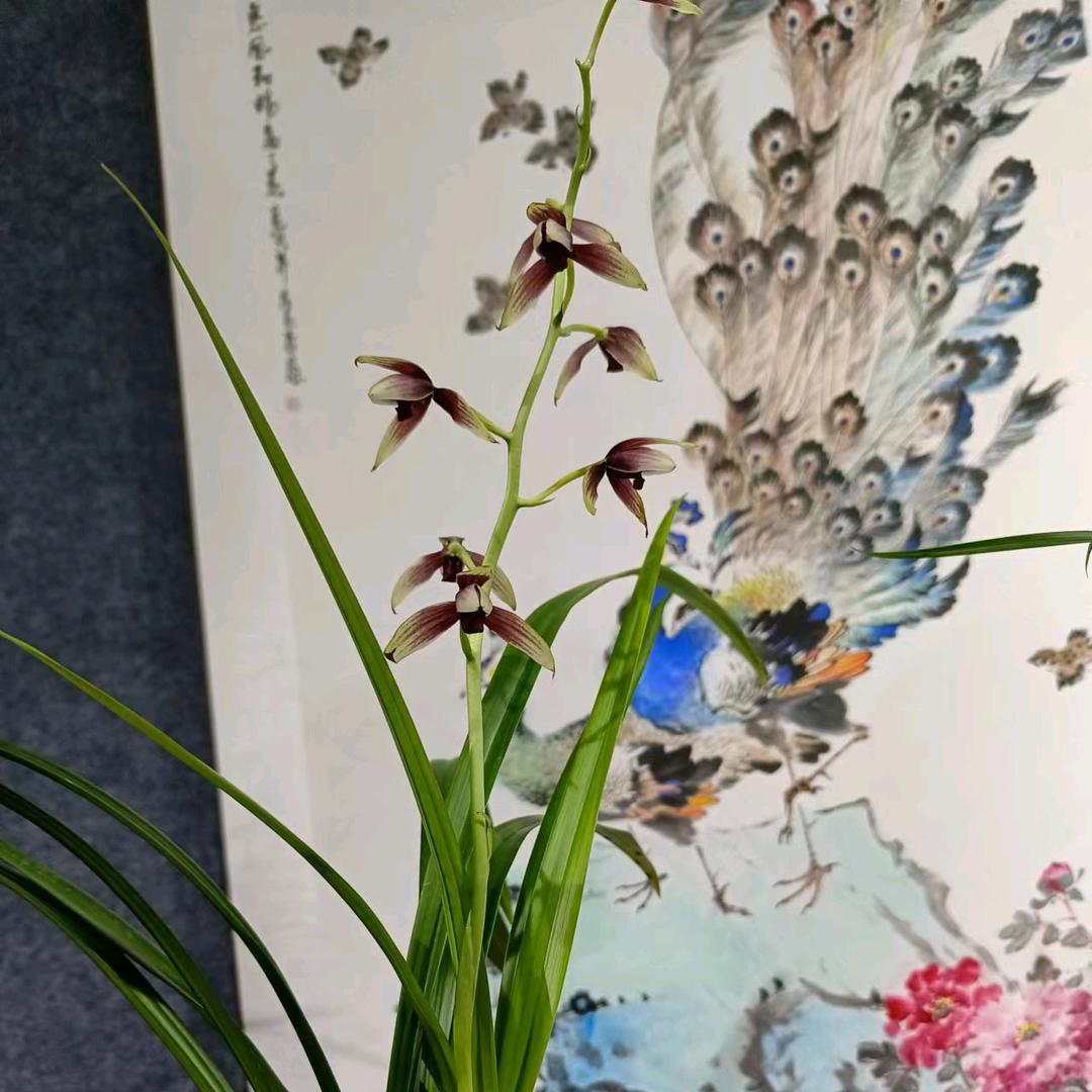 《ꦿ໌ᮨ້韩᭄风᭄刺@骨》