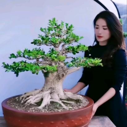 柏志黄杨盆景园艺