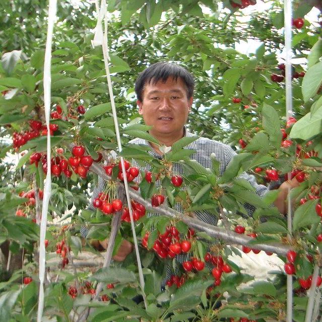 武荣田，临朐考特樱桃树苗