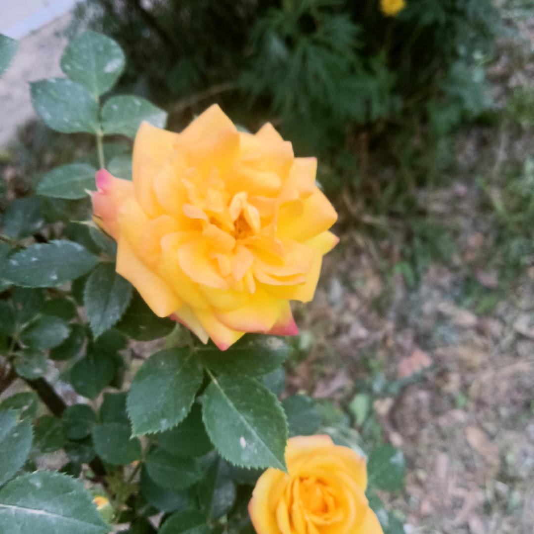 ＿帆风顺