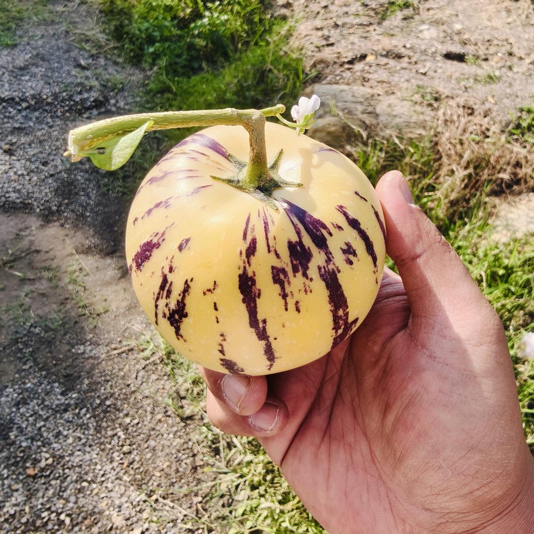 石林人参果