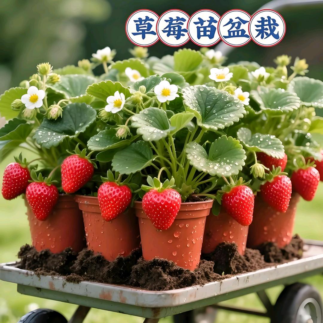 楼顶小果园