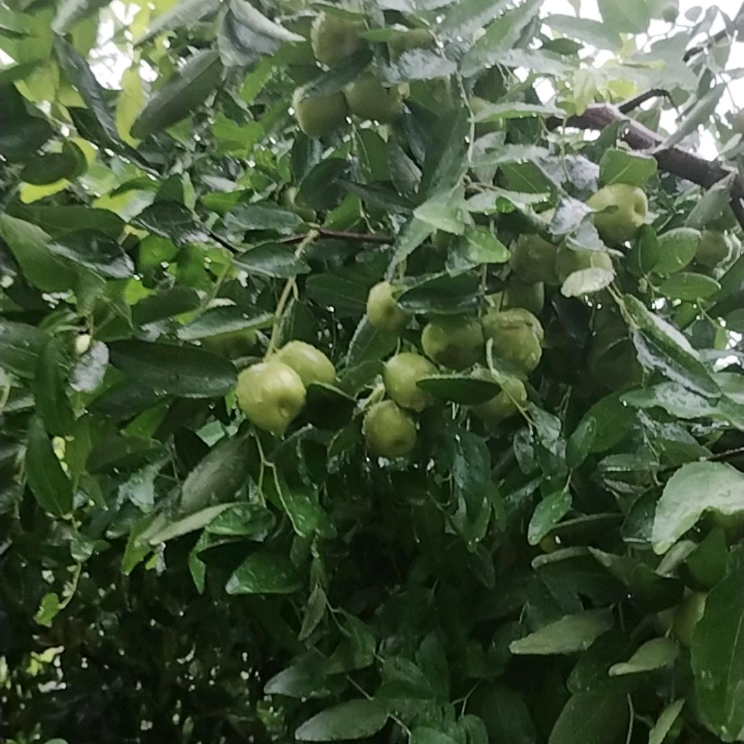 胡老师助农