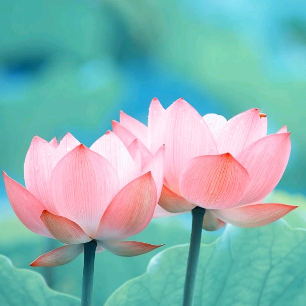 莲花花