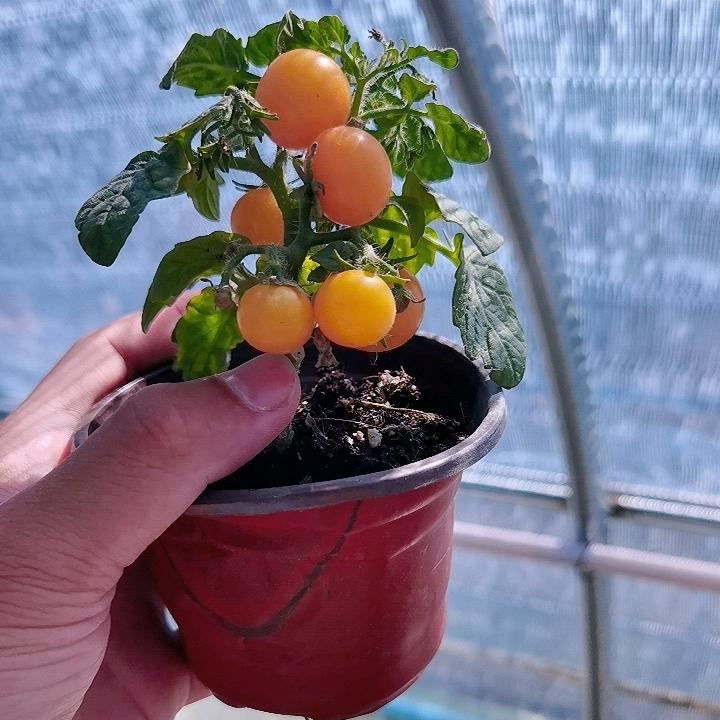 艾霖种苗