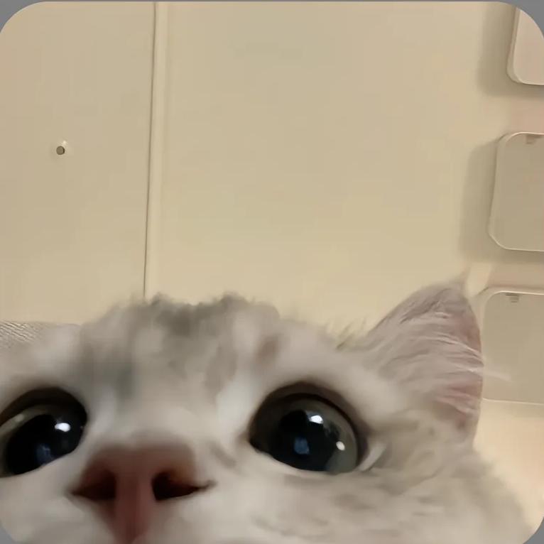 Yyo