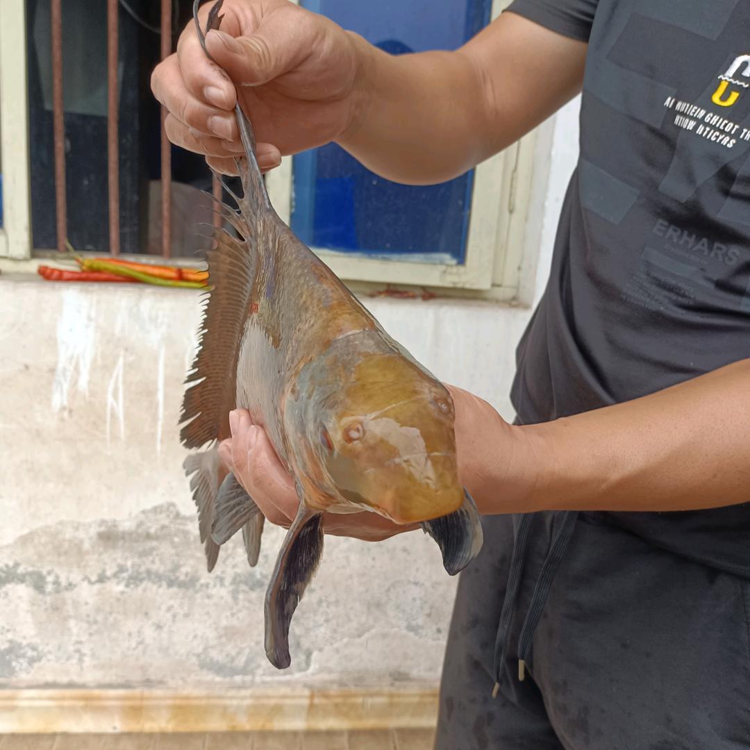 波仔$|｡･㉨･)っ♡　喜欢你♪