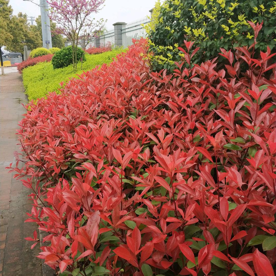 良良衣橱