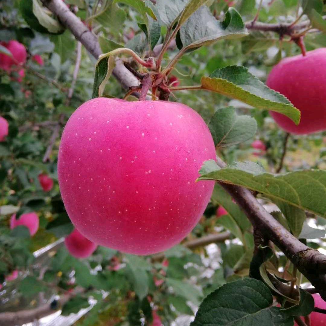 农产品中的小虾米