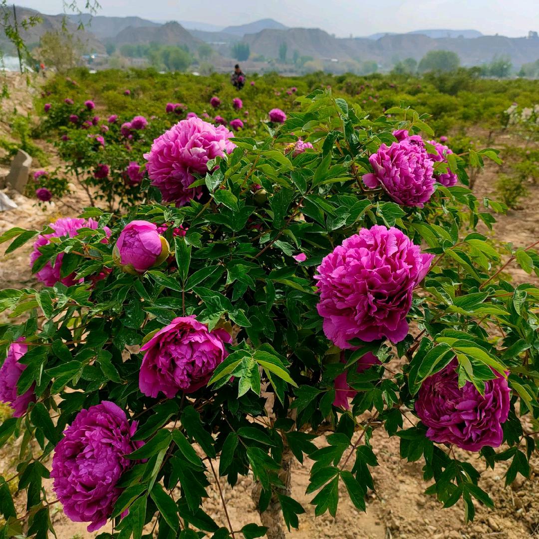 甘肃花香村紫斑牡丹