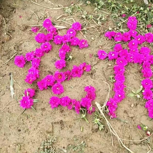 湖南莫先生花卉苗木有限公司 💯(๐॔˃