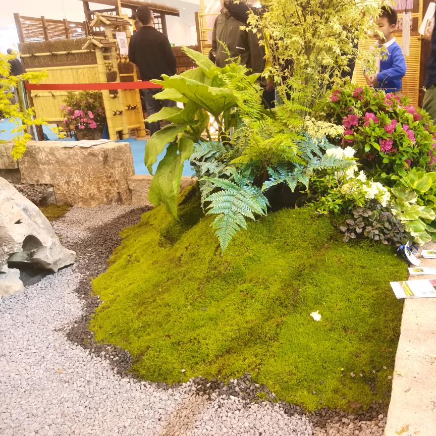 苔屿植