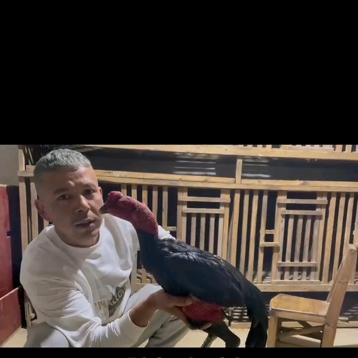 库车斗鸡王