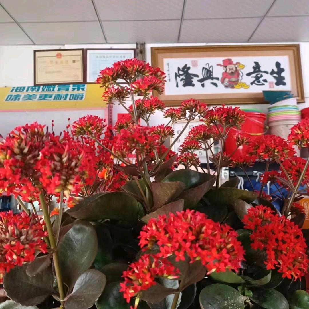 梦里啥都有🌹