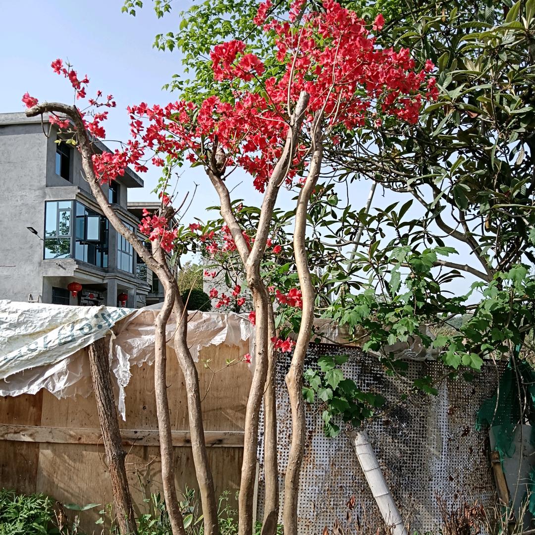，李火根