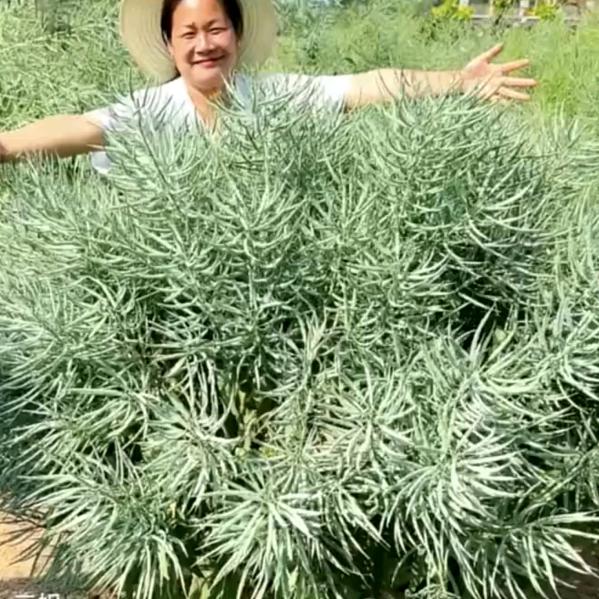 农业经验分享