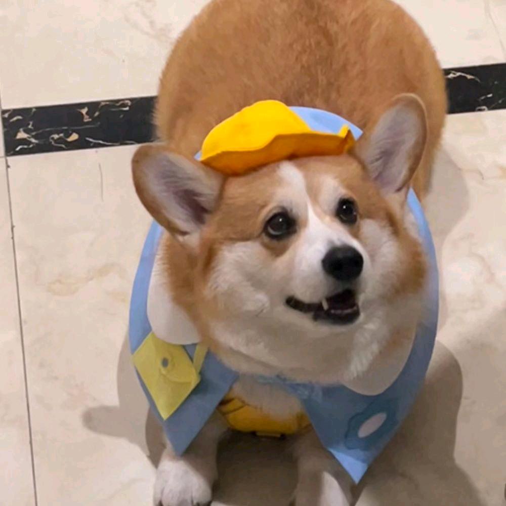 二狗哥