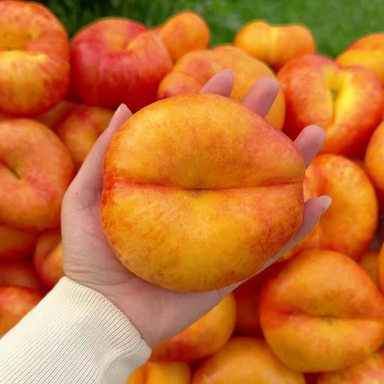 果科果树种植专业合作社