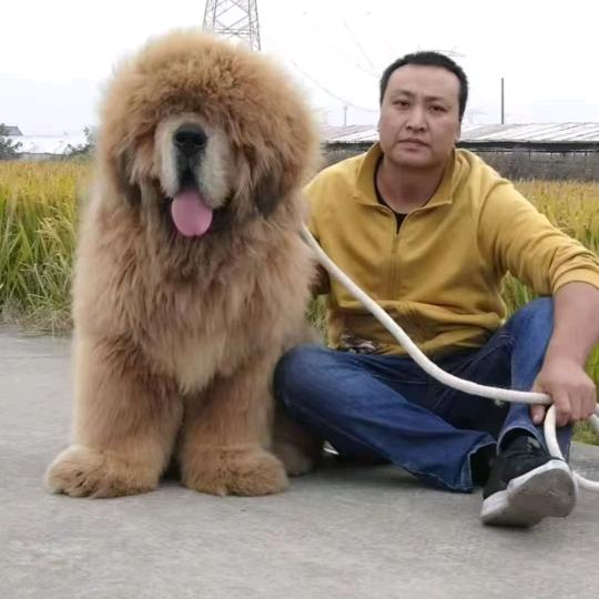 拉布拉多火箭