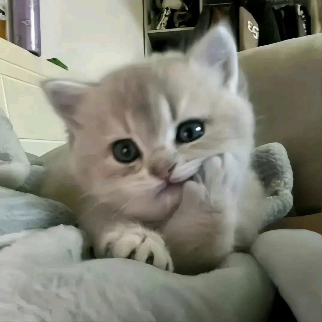夏小鱼