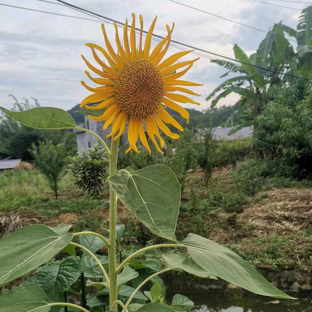 幸福向阳花