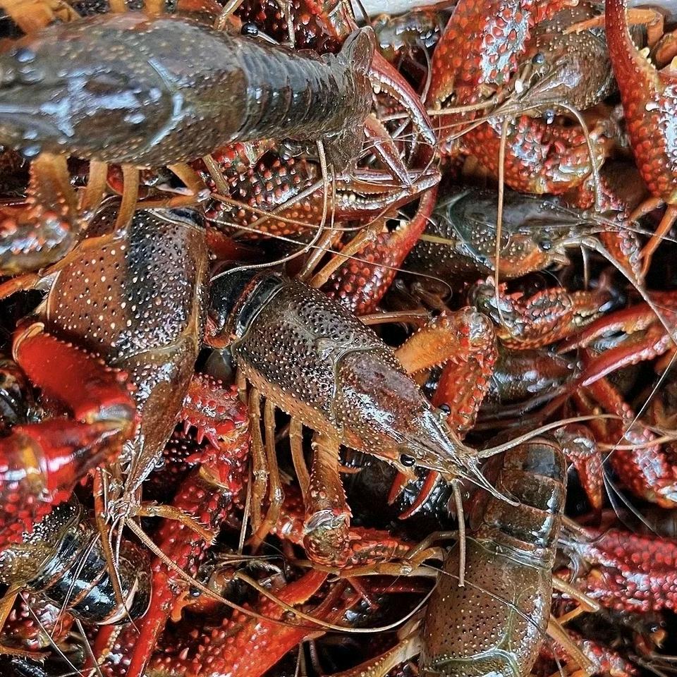 老刘小龙虾生鲜