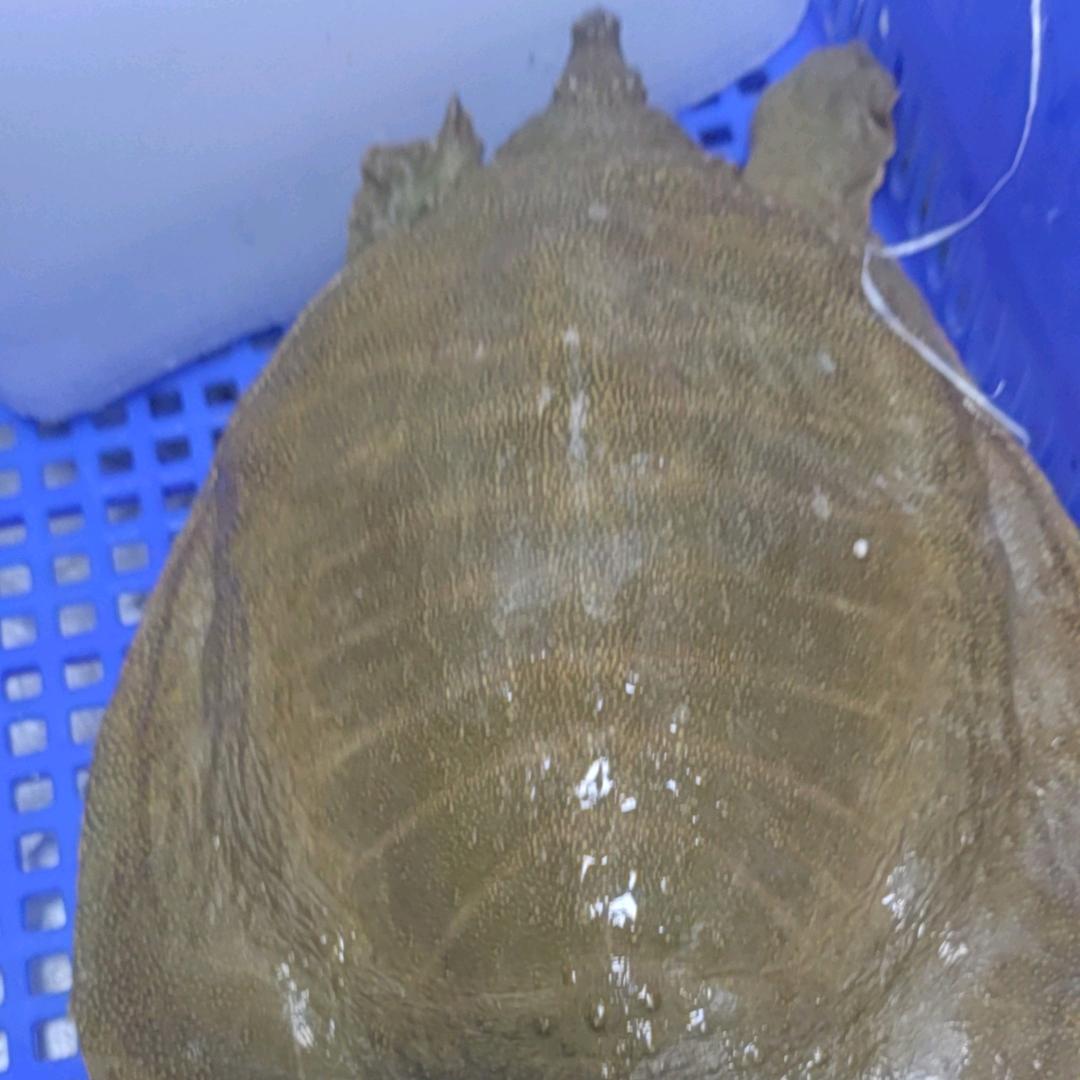 会跑的甲鱼和快乐的猪