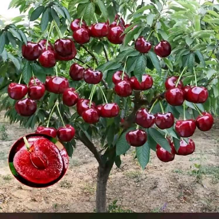 一凡风顺，assist wDdd