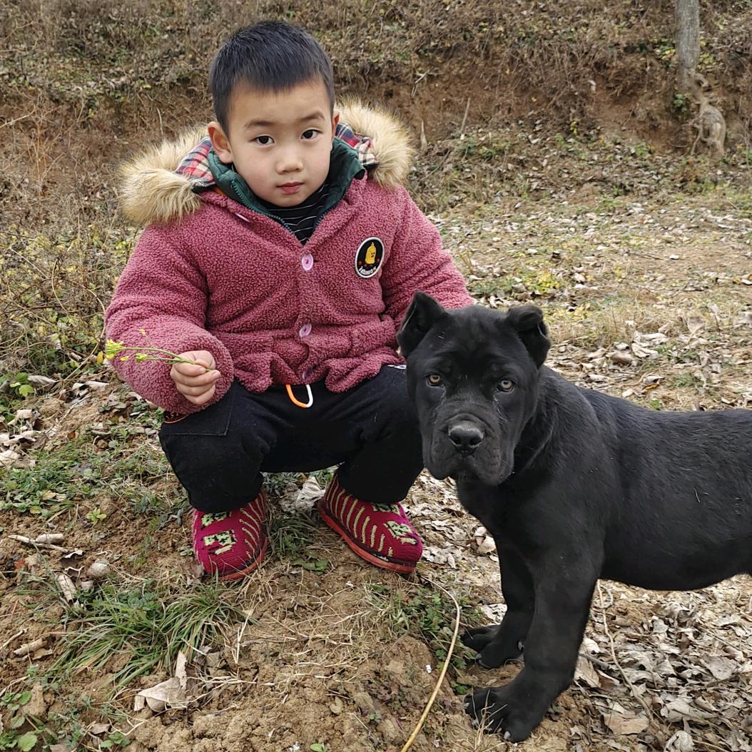 爱卡猛犬护卫（卡斯罗）