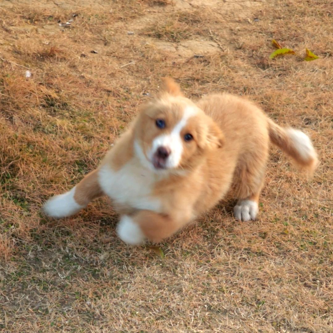 凉兮y