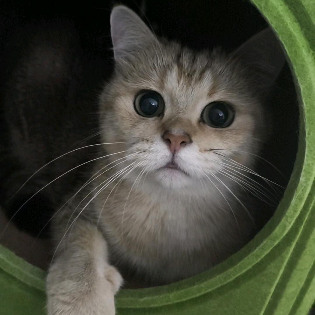 花开 富贵🐟ᐝ