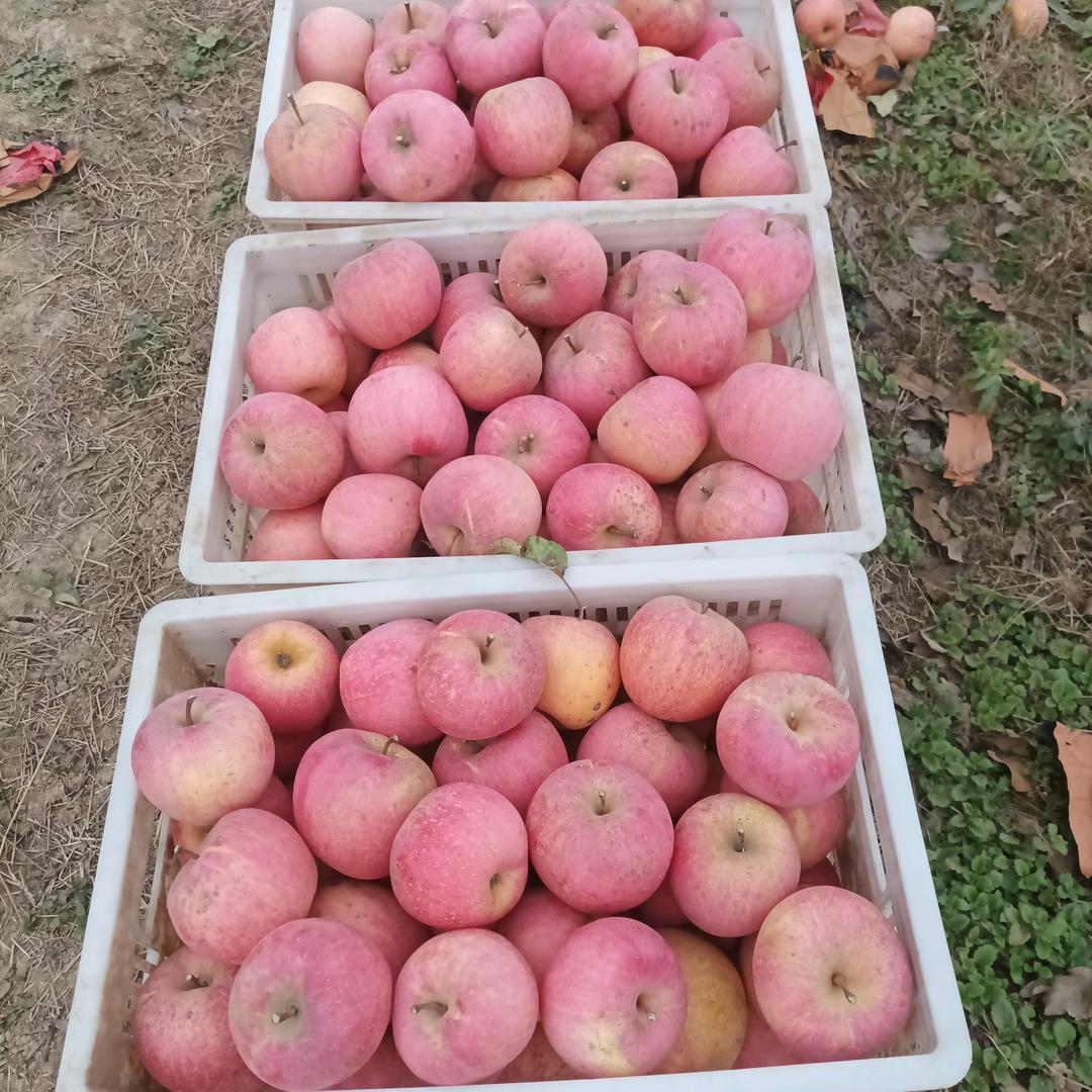 庙王苹果🍎批发零售，