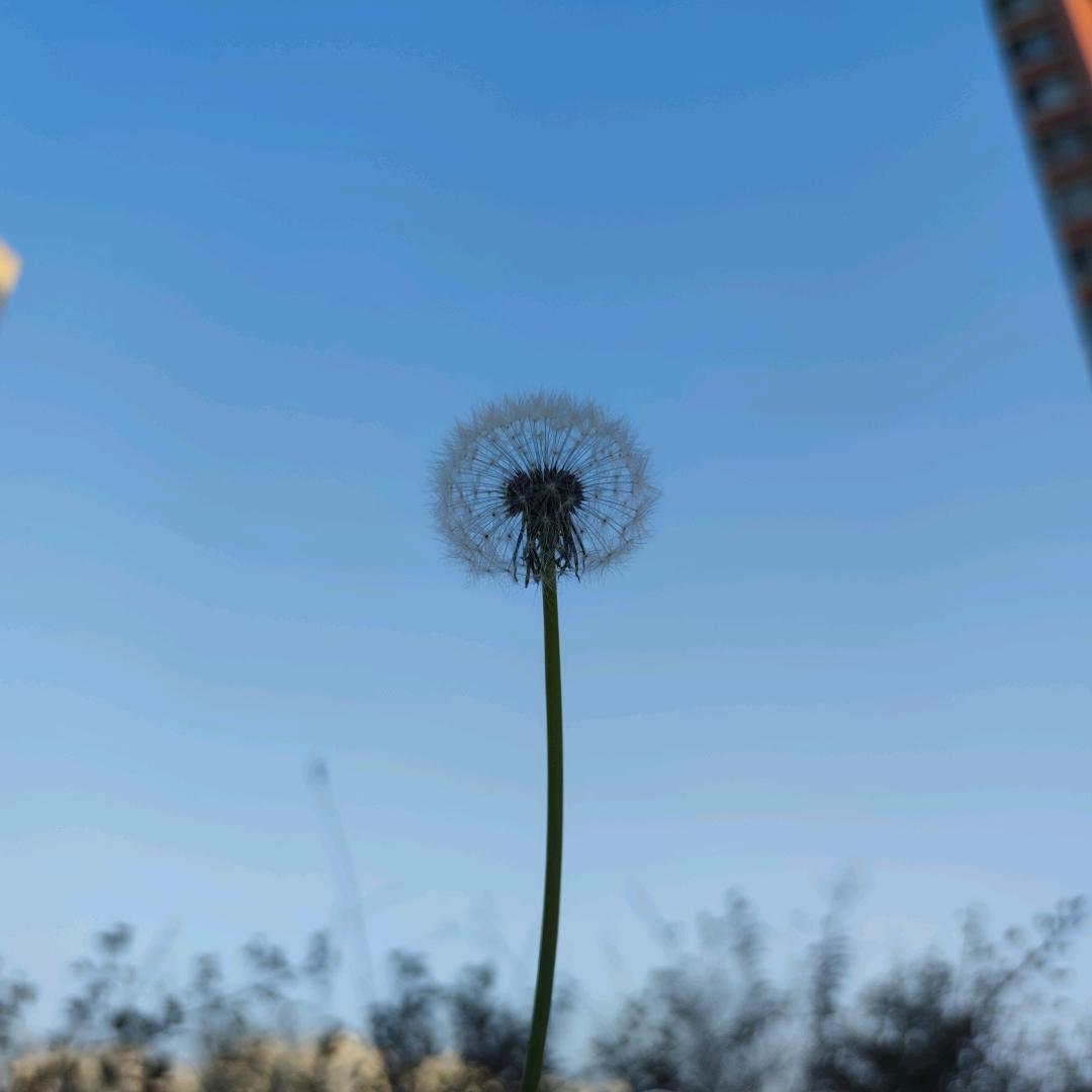 红豆
