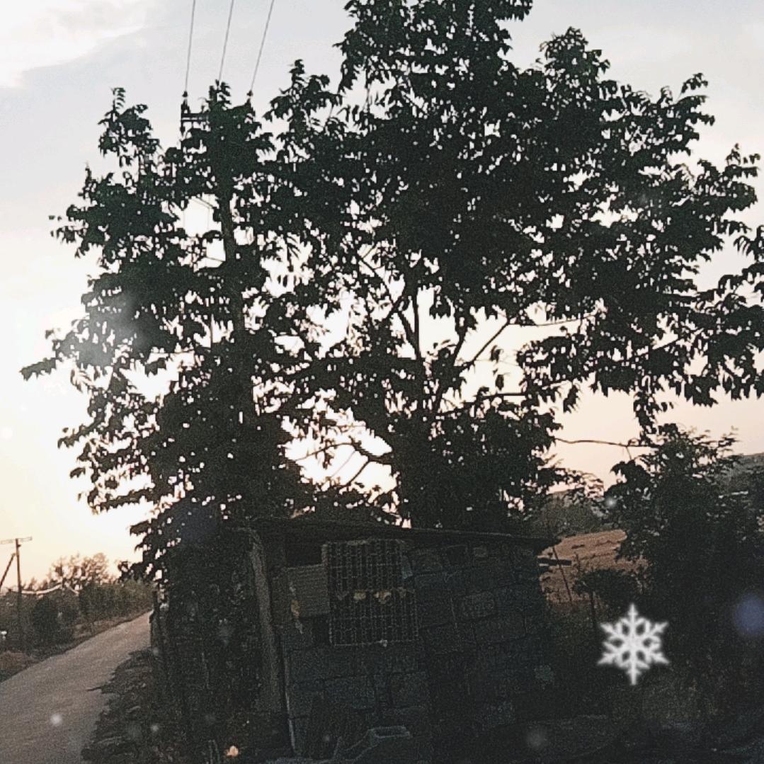 麦穗