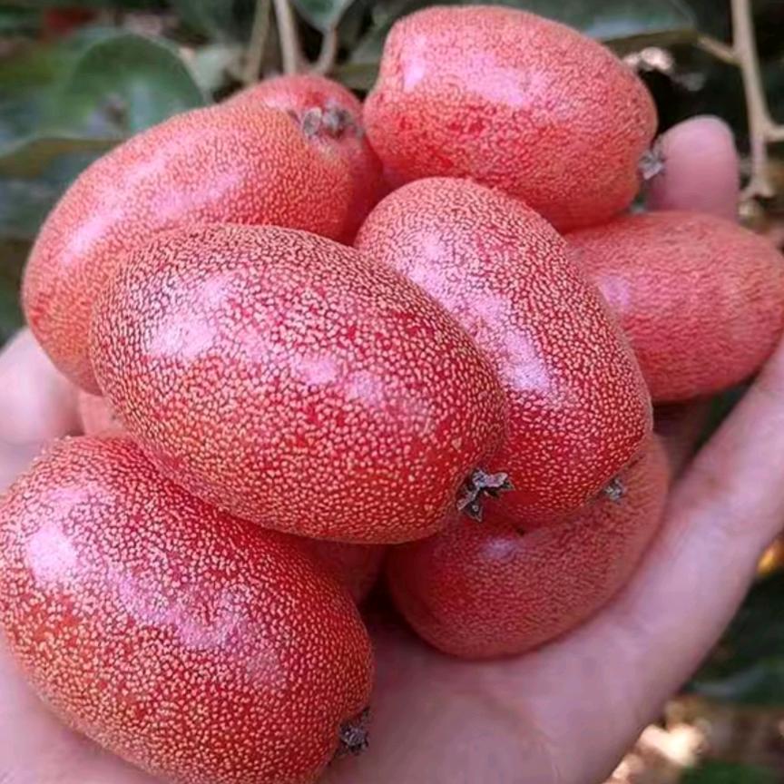 （140/挑颜颜战/120）