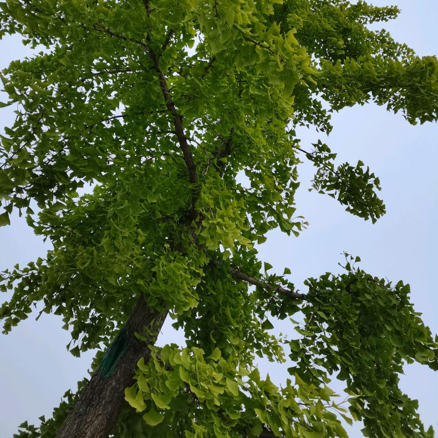 兰亭书画—林青