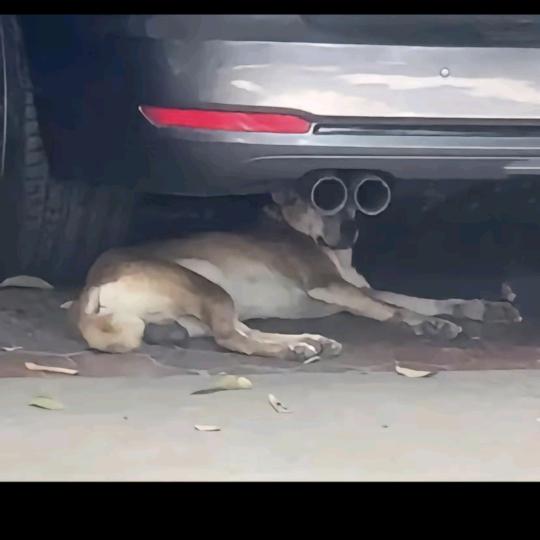 去码头整点辣条