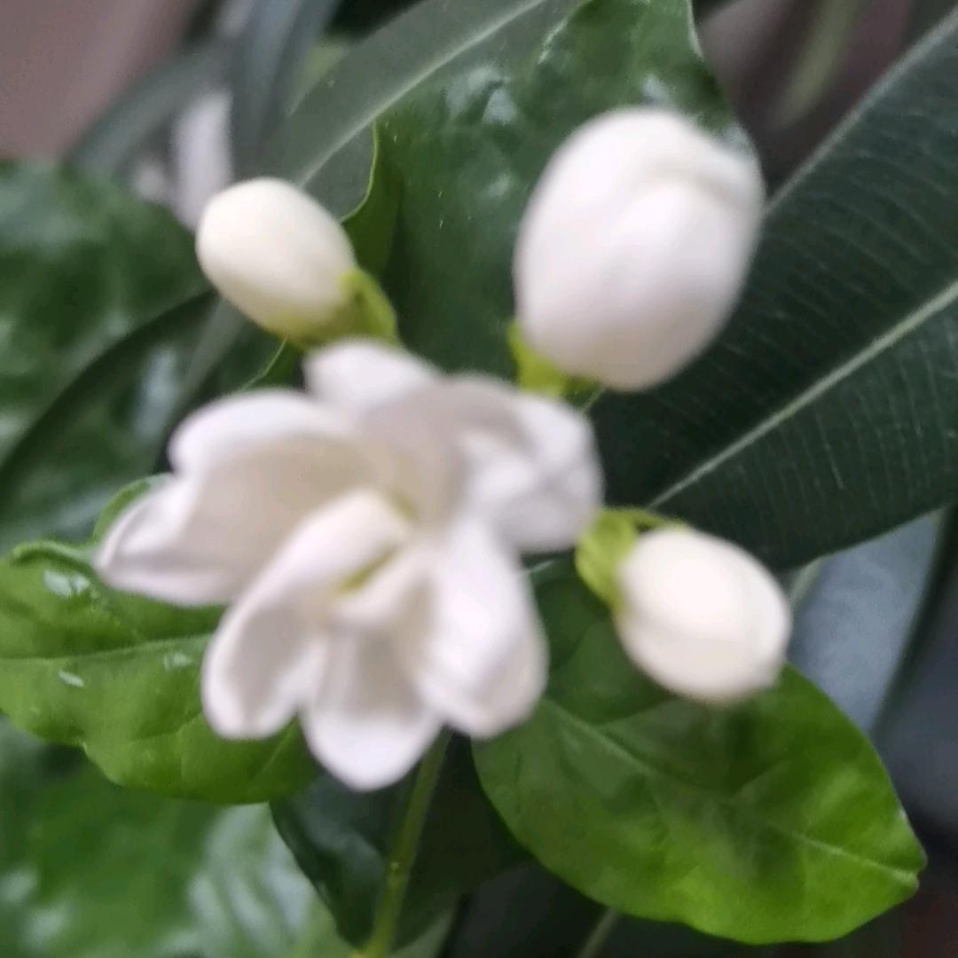科尔沁