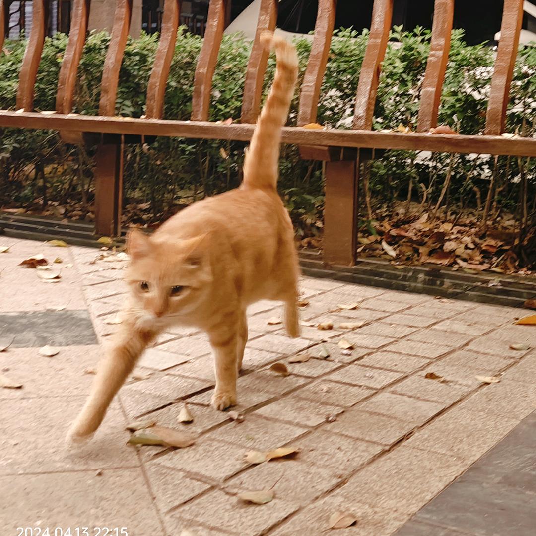 朱啊朱