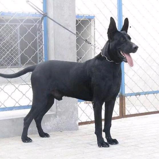中华狼犬养殖
