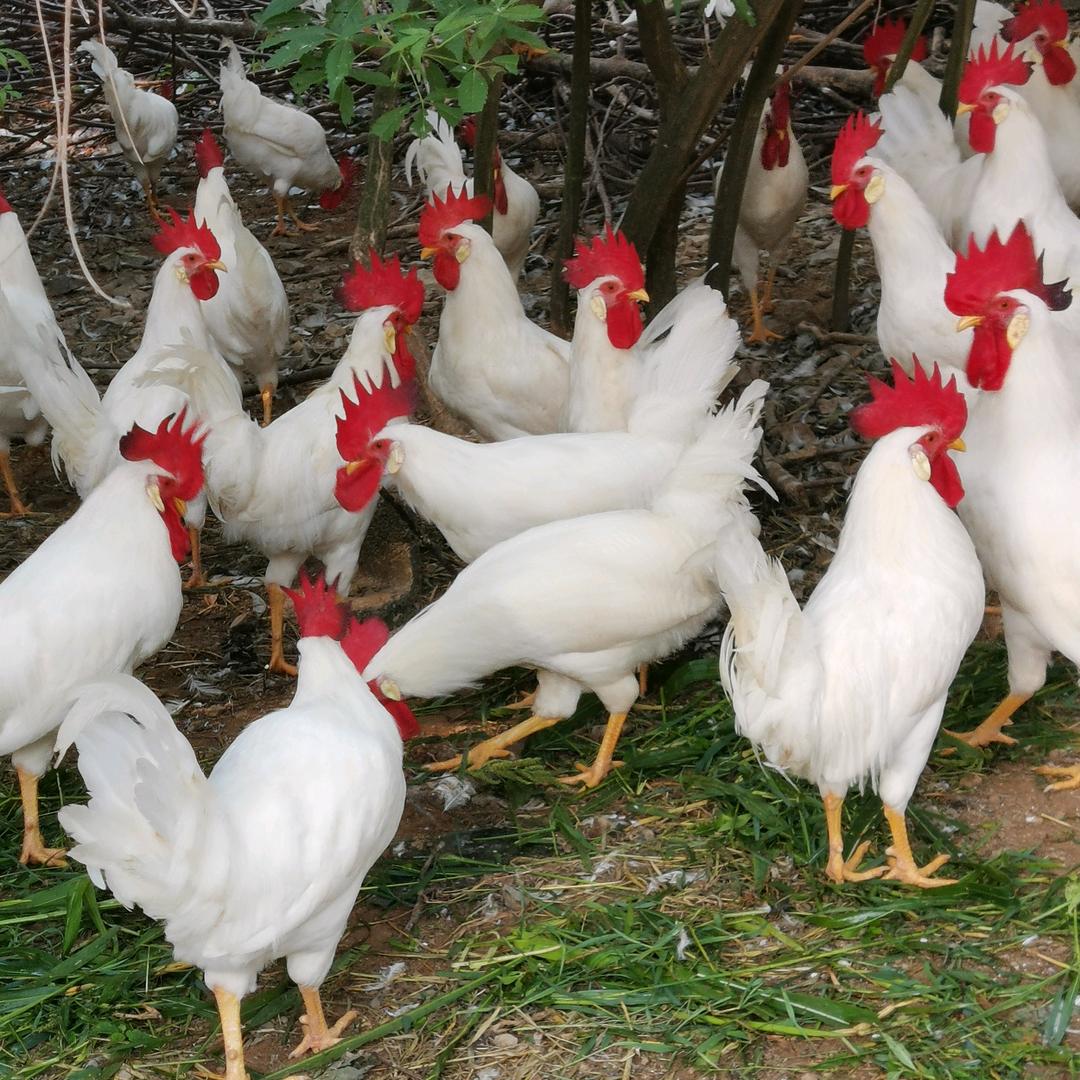 纳红农产品白公鸡翻毛鸡倒毛鸡