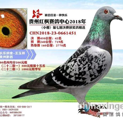 黔西赛鸽不定时间开播