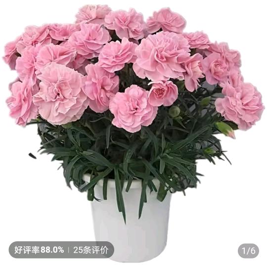 百合