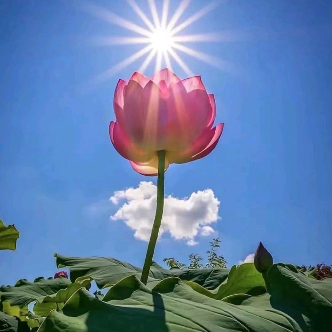 轮回～～～彼岸