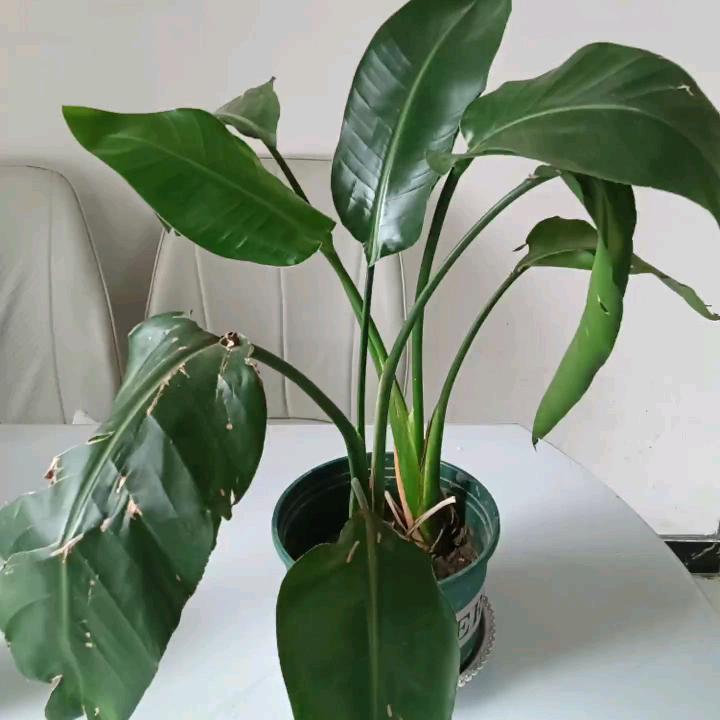 山东媳妇^0^河南妞