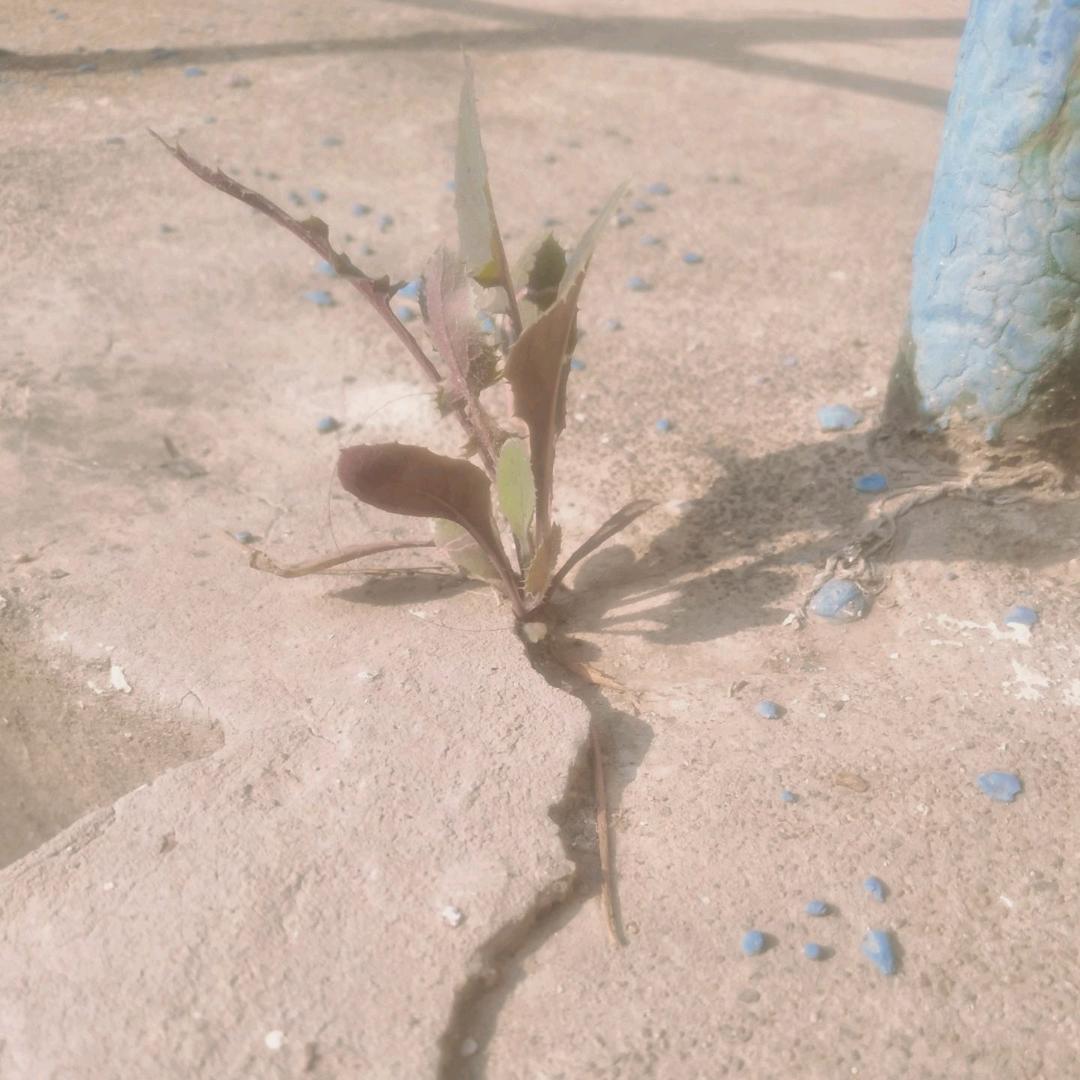 🙏孝 敬天地  敬兄弟👍